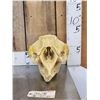 Image 1 : Reproduction Manatee Skull Taxidermy