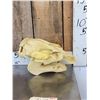 Image 2 : Reproduction Manatee Skull Taxidermy