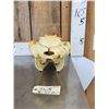 Image 3 : Reproduction Manatee Skull Taxidermy