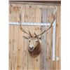 Image 1 : Big 6x6 Elk Shoulder Mount Taxidermy