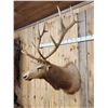 Image 2 : Big 6x6 Elk Shoulder Mount Taxidermy