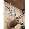 Image 3 : Big 6x6 Elk Shoulder Mount Taxidermy
