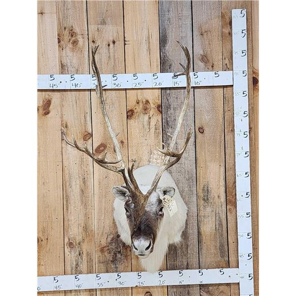 Peary Caribou Shoulder Mount Taxidermy