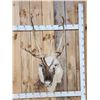 Image 1 : Peary Caribou Shoulder Mount Taxidermy