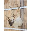 Image 2 : Peary Caribou Shoulder Mount Taxidermy