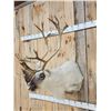 Image 3 : Peary Caribou Shoulder Mount Taxidermy