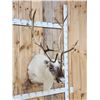Image 4 : Peary Caribou Shoulder Mount Taxidermy