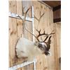 Image 5 : Peary Caribou Shoulder Mount Taxidermy