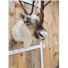 Image 6 : Peary Caribou Shoulder Mount Taxidermy