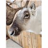 Image 7 : Peary Caribou Shoulder Mount Taxidermy