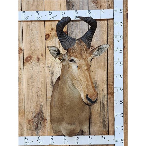 African Liechtenstein Hartebeest Shoulder Mount Taxidermy