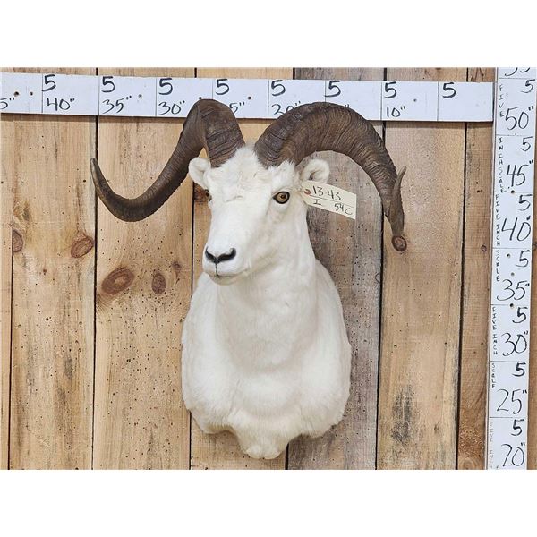 Beautiful Alaskan Dall Sheep Shoulder Mount Taxidermy