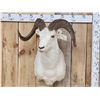 Image 1 : Beautiful Alaskan Dall Sheep Shoulder Mount Taxidermy