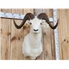Image 2 : Beautiful Alaskan Dall Sheep Shoulder Mount Taxidermy