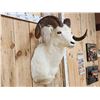 Image 3 : Beautiful Alaskan Dall Sheep Shoulder Mount Taxidermy