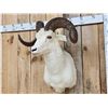 Image 4 : Beautiful Alaskan Dall Sheep Shoulder Mount Taxidermy