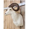 Image 5 : Beautiful Alaskan Dall Sheep Shoulder Mount Taxidermy
