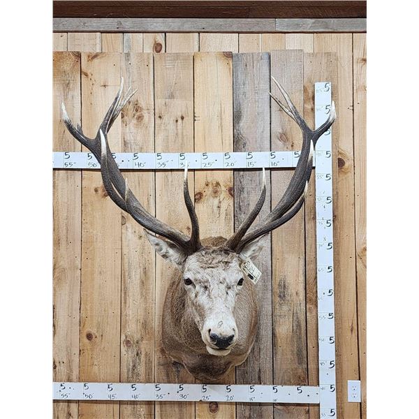Big Red Stag Shoulder Mount Taxidermy