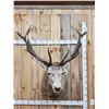 Image 1 : Big Red Stag Shoulder Mount Taxidermy