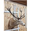 Image 2 : Big Red Stag Shoulder Mount Taxidermy