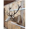 Image 3 : Big Red Stag Shoulder Mount Taxidermy