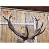 Image 4 : Big Red Stag Shoulder Mount Taxidermy