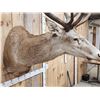 Image 5 : Big Red Stag Shoulder Mount Taxidermy