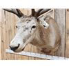 Image 6 : Big Red Stag Shoulder Mount Taxidermy