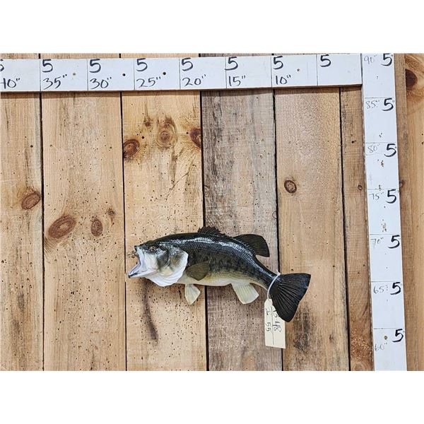 18" Largemouth Bass Real Skin Fish Taxidermy