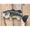 Image 2 : 18" Largemouth Bass Real Skin Fish Taxidermy