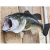 Image 3 : 18" Largemouth Bass Real Skin Fish Taxidermy