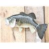 Image 4 : 18" Largemouth Bass Real Skin Fish Taxidermy