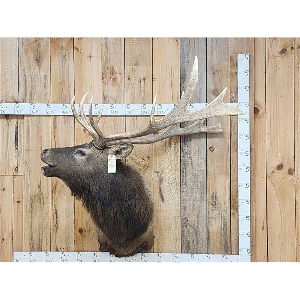 Nontypical 6x7 Bugling Elk Shoulder Mount Taxidermy