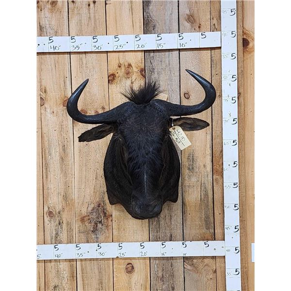 African Blue Wildebeest Shoulder Mount Taxidermy