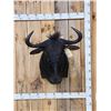 Image 1 : African Blue Wildebeest Shoulder Mount Taxidermy