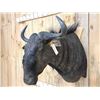 Image 2 : African Blue Wildebeest Shoulder Mount Taxidermy