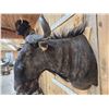 Image 3 : African Blue Wildebeest Shoulder Mount Taxidermy