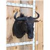 Image 4 : African Blue Wildebeest Shoulder Mount Taxidermy