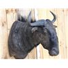 Image 5 : African Blue Wildebeest Shoulder Mount Taxidermy