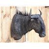 Image 6 : African Blue Wildebeest Shoulder Mount Taxidermy