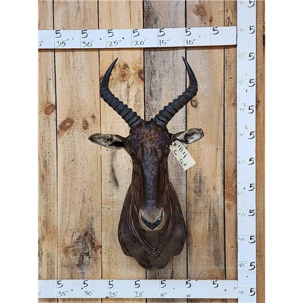 African Tsessebe Shoulder Mount Taxidermy