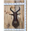 Image 1 : African Tsessebe Shoulder Mount Taxidermy