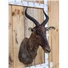 Image 2 : African Tsessebe Shoulder Mount Taxidermy
