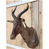 Image 3 : African Tsessebe Shoulder Mount Taxidermy