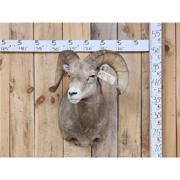 Rocky Mountain Bighorn Sheep Shoulder Mount Taxidermy