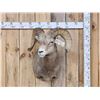 Image 1 : Rocky Mountain Bighorn Sheep Shoulder Mount Taxidermy
