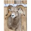 Image 2 : Rocky Mountain Bighorn Sheep Shoulder Mount Taxidermy