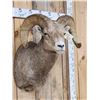 Image 3 : Rocky Mountain Bighorn Sheep Shoulder Mount Taxidermy