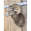 Image 4 : Rocky Mountain Bighorn Sheep Shoulder Mount Taxidermy