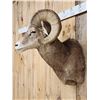 Image 5 : Rocky Mountain Bighorn Sheep Shoulder Mount Taxidermy